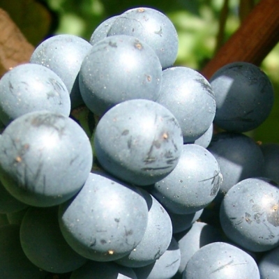 09040156 Sulmer Beeren 5